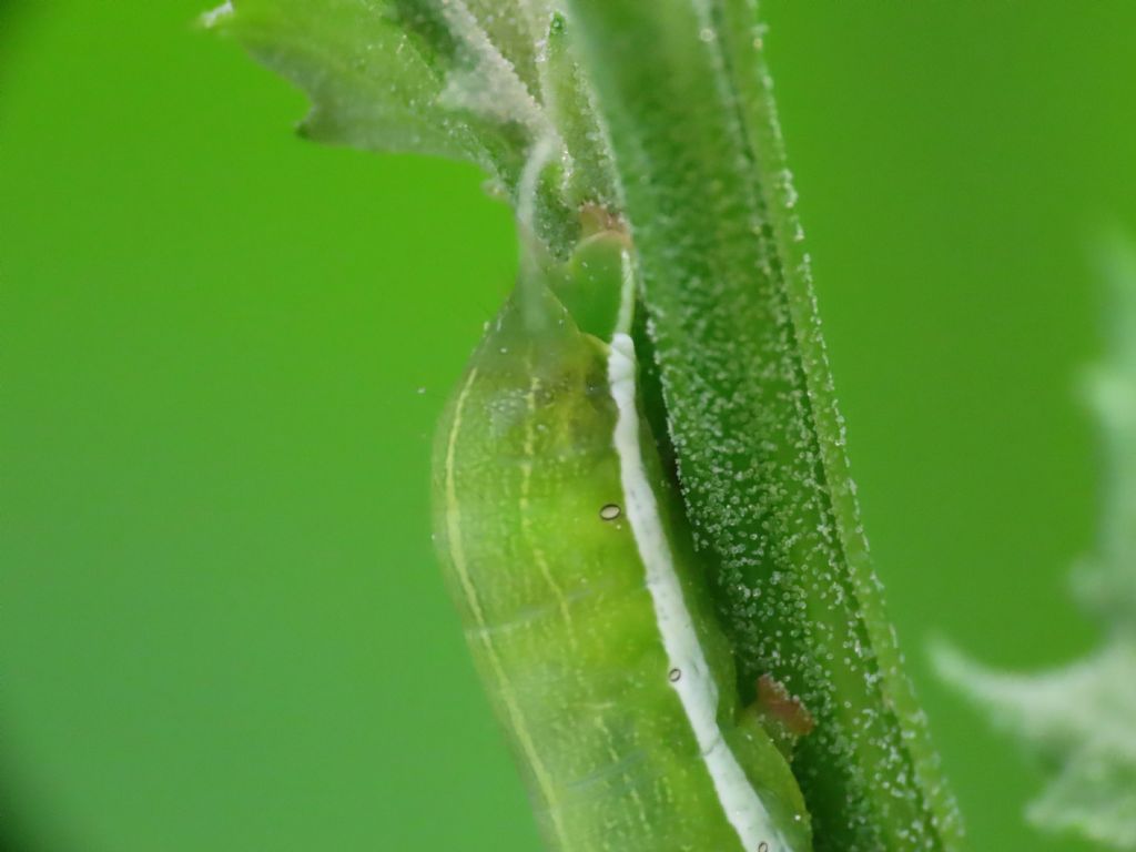 Bruco da identificare: Orthosia (Semiophora) gothica - Noctuidae