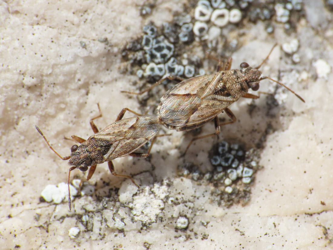Lygaeidae? S, Nysius cfr. ericae