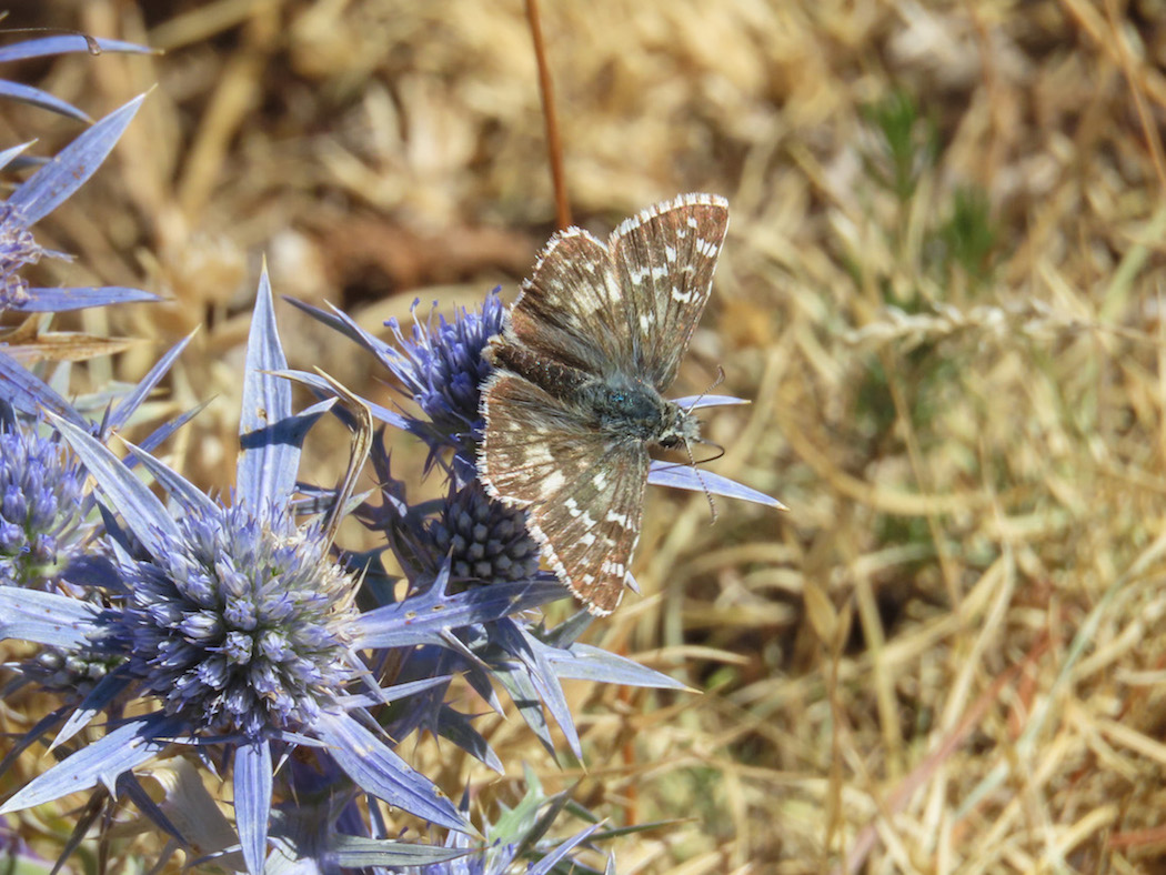 Pyrgus? ... Pyrgus sp.