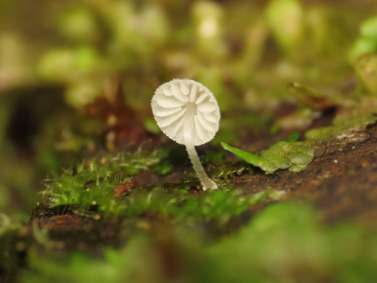 Piccolo fungo da identificare