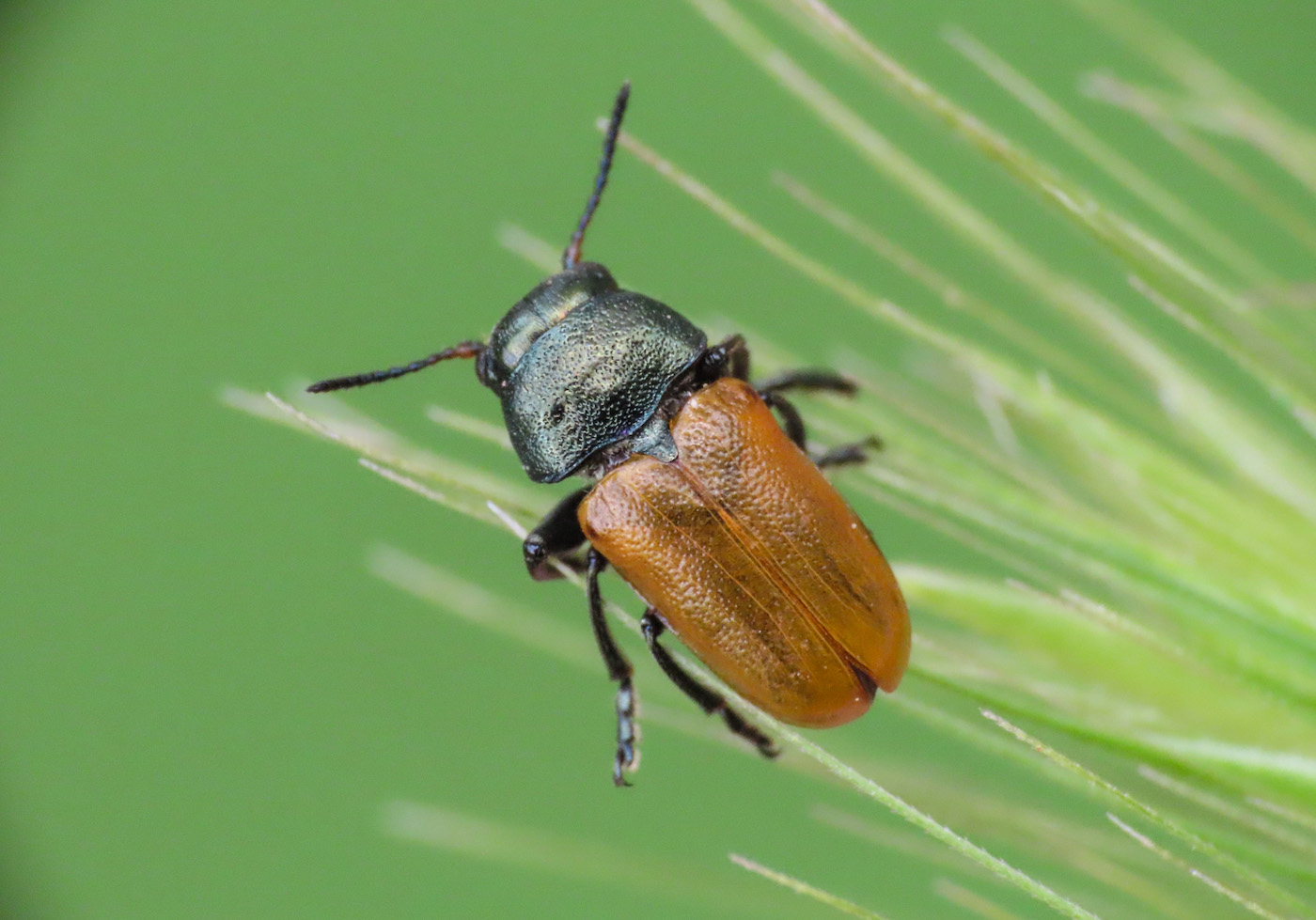 Chrysomelidae: Labidostomis longimana, maschio