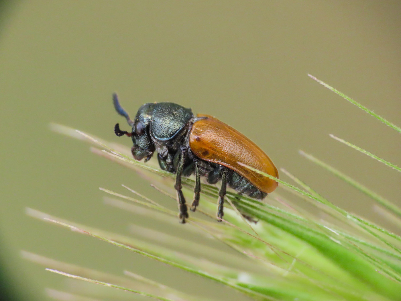 Chrysomelidae: Labidostomis longimana, maschio