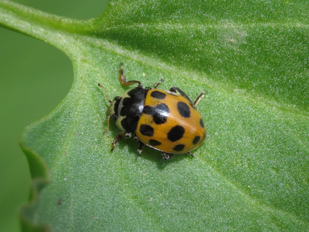 Coccinellidae: Ceratomegilla notata