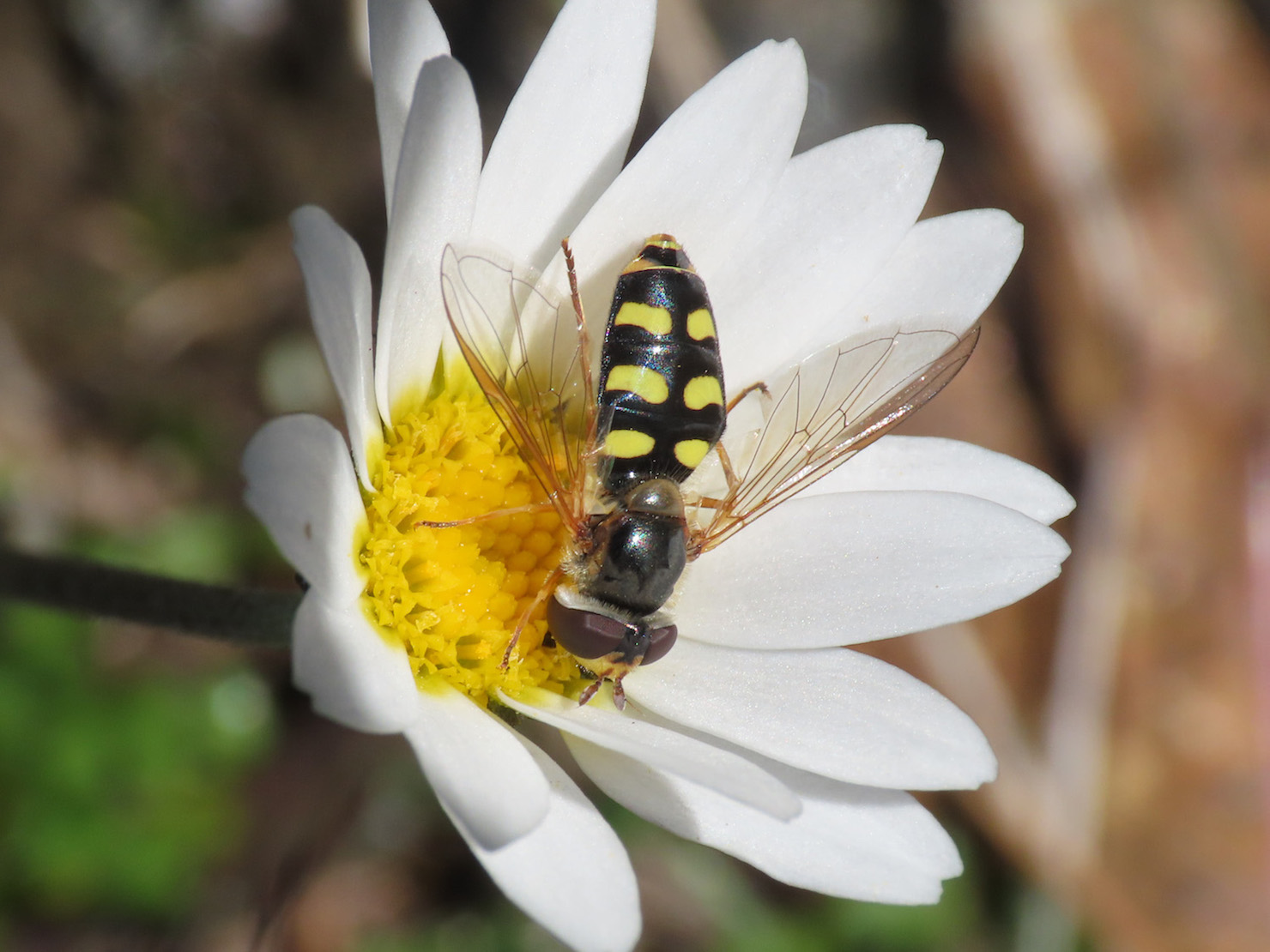 Eupeodes? da identificare