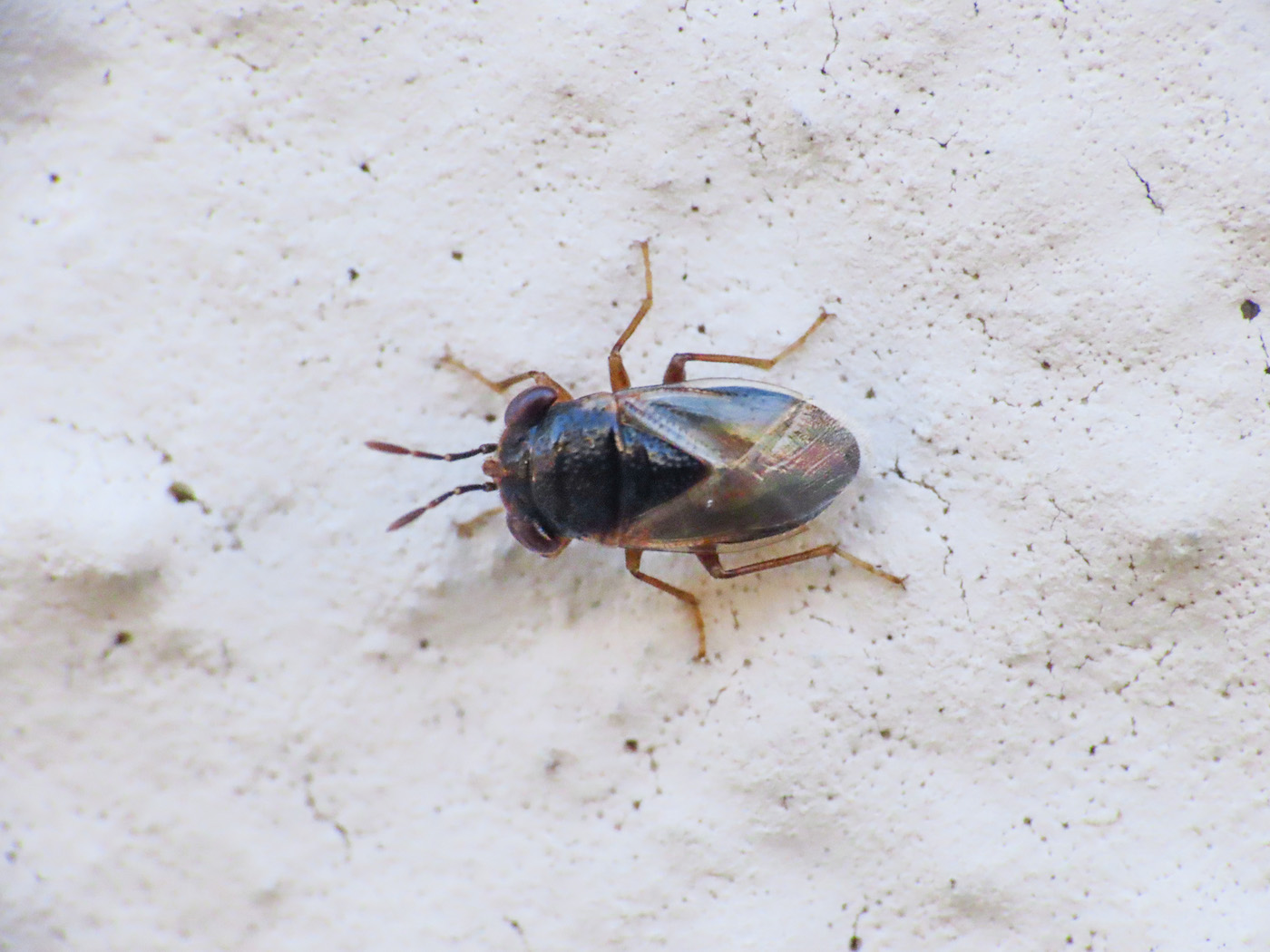 Lygaeidae: Geocoris megacephalus