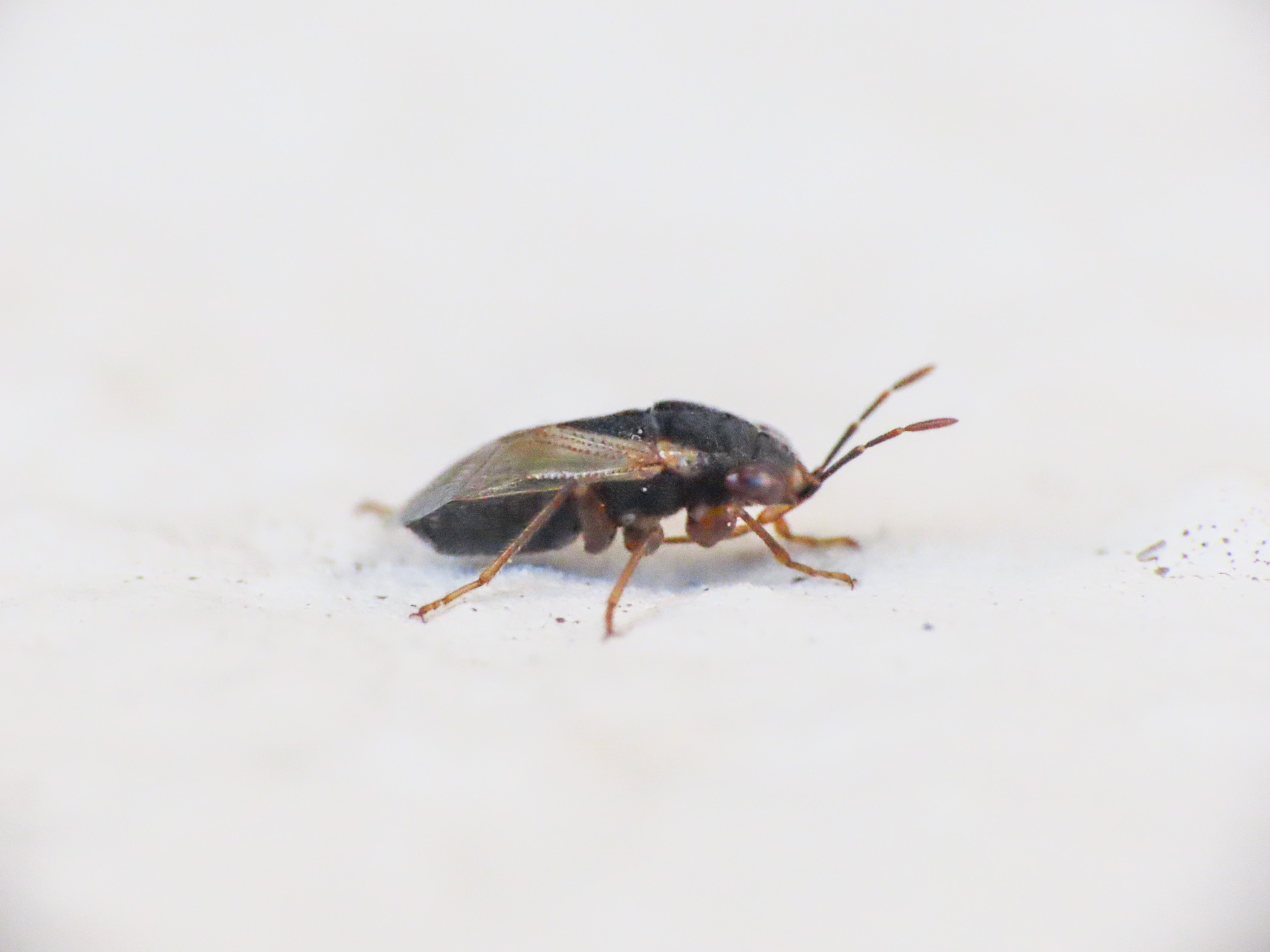 Lygaeidae: Geocoris megacephalus