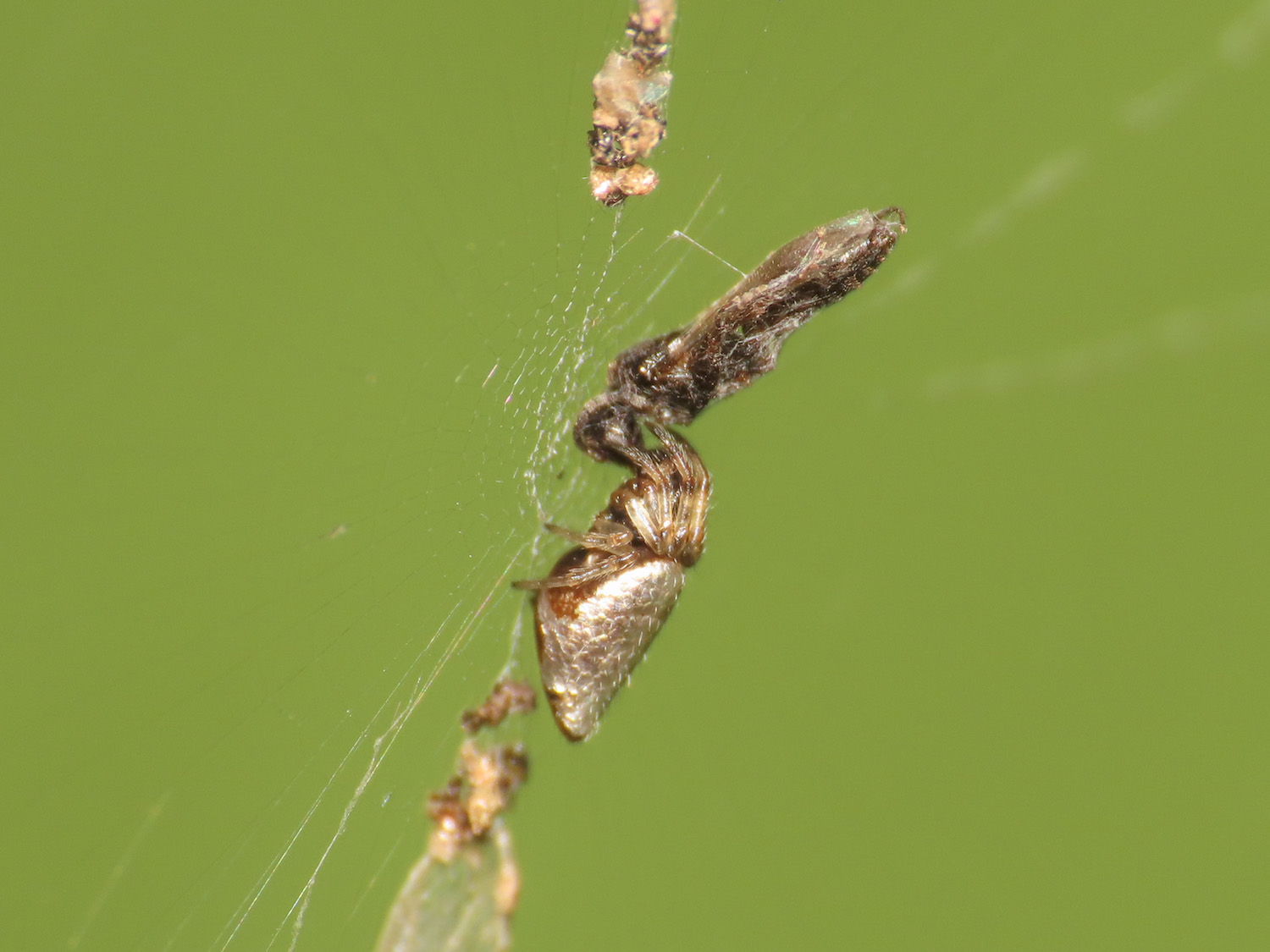 Cyclosa sp. -  Maratea (PZ)