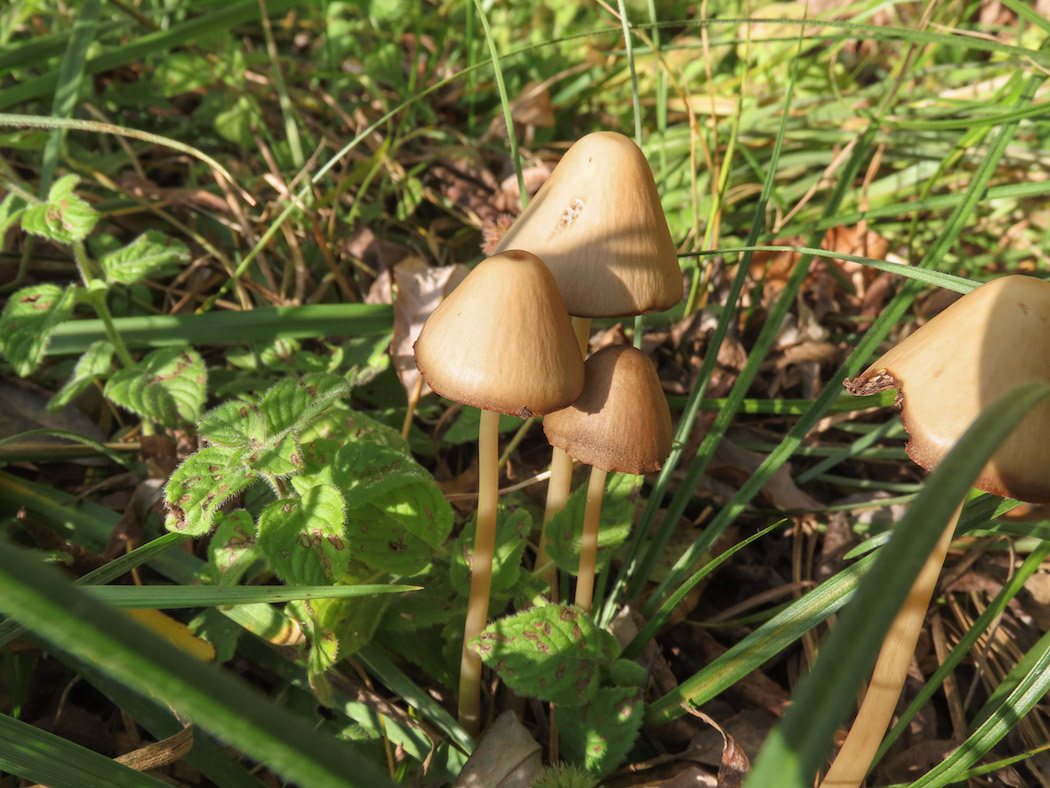 Psathyrella? da identificare