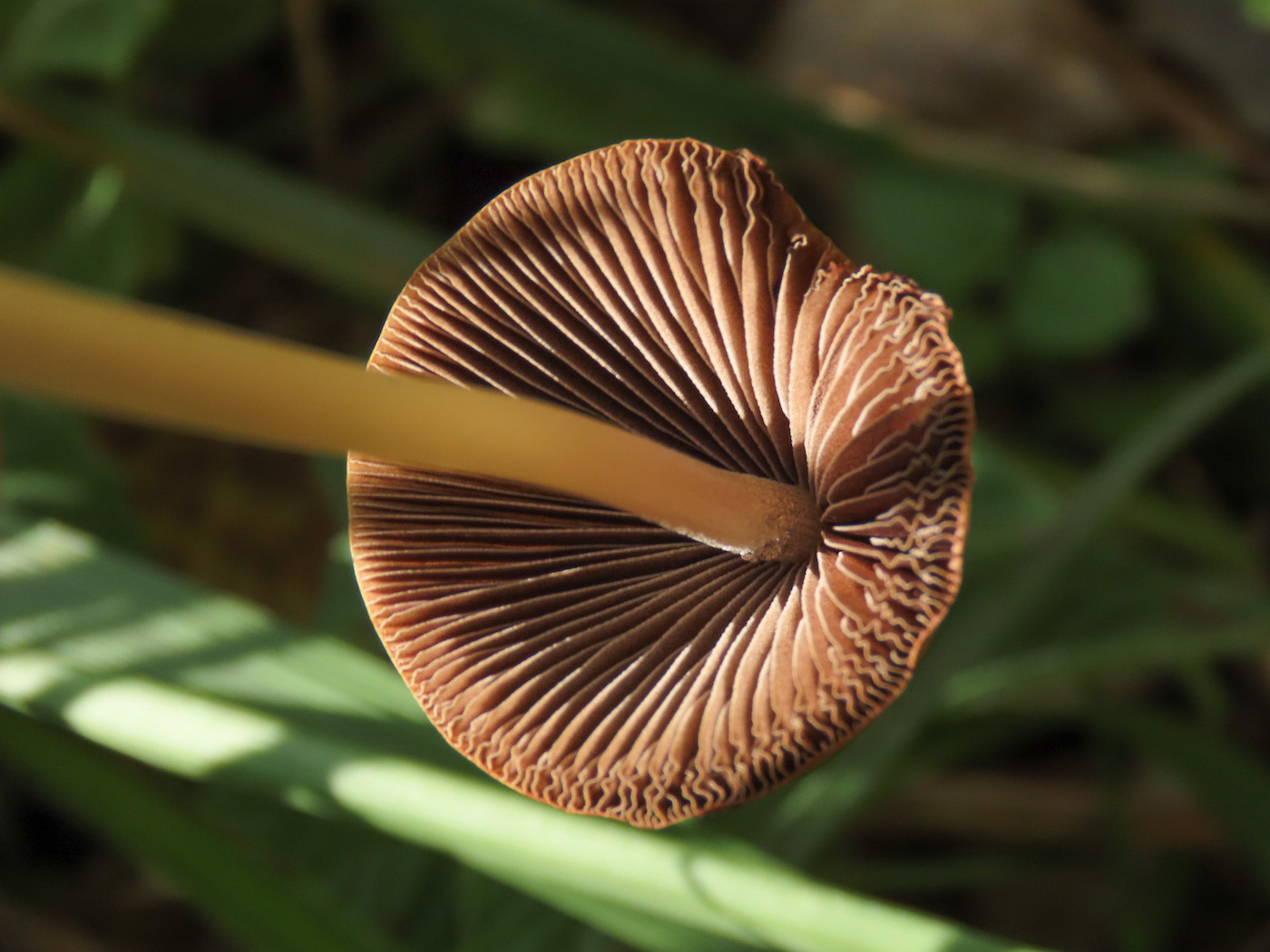 Psathyrella? da identificare