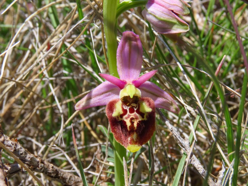 Ophrys dinarica