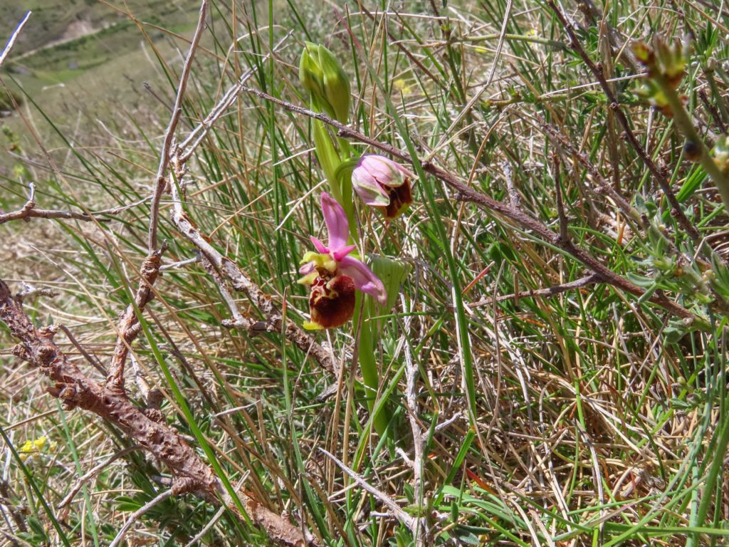 Ophrys dinarica