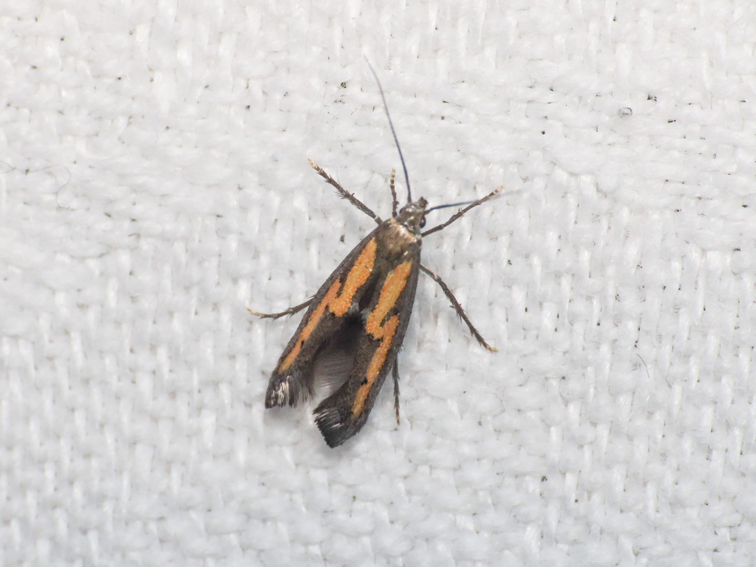 Ochromolopis ictella - Epermeniidae