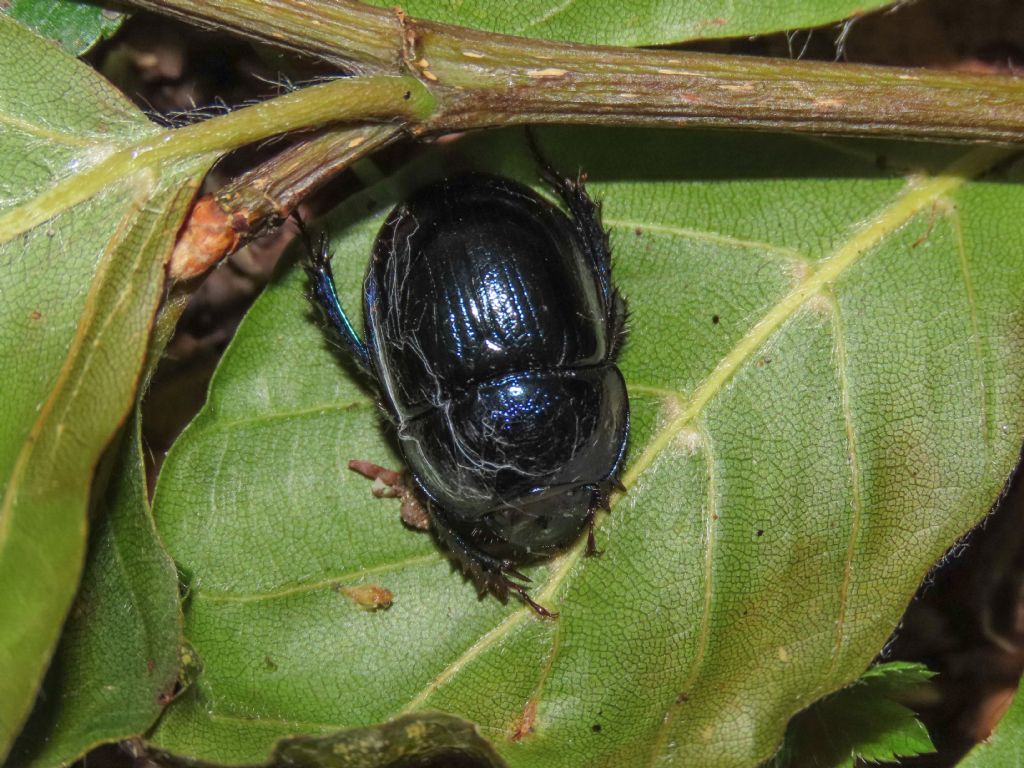 Geotrupidae: Anoplotrupes stercorosus