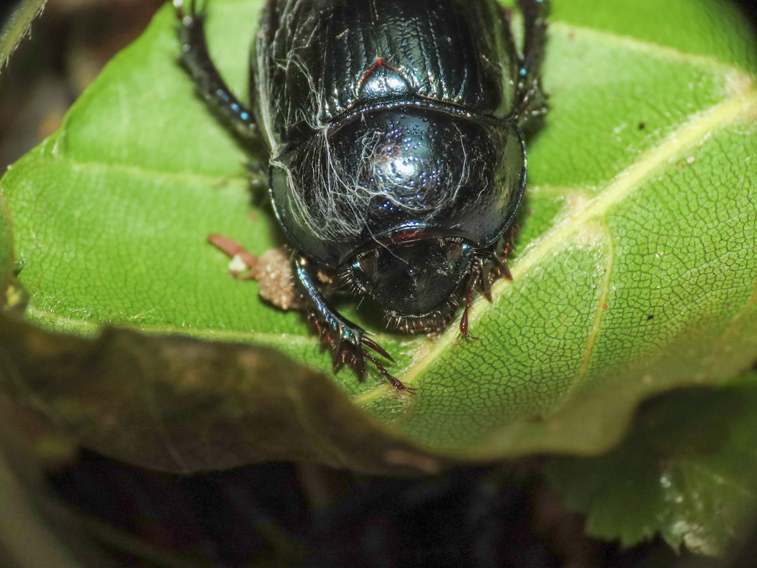 Geotrupidae: Anoplotrupes stercorosus