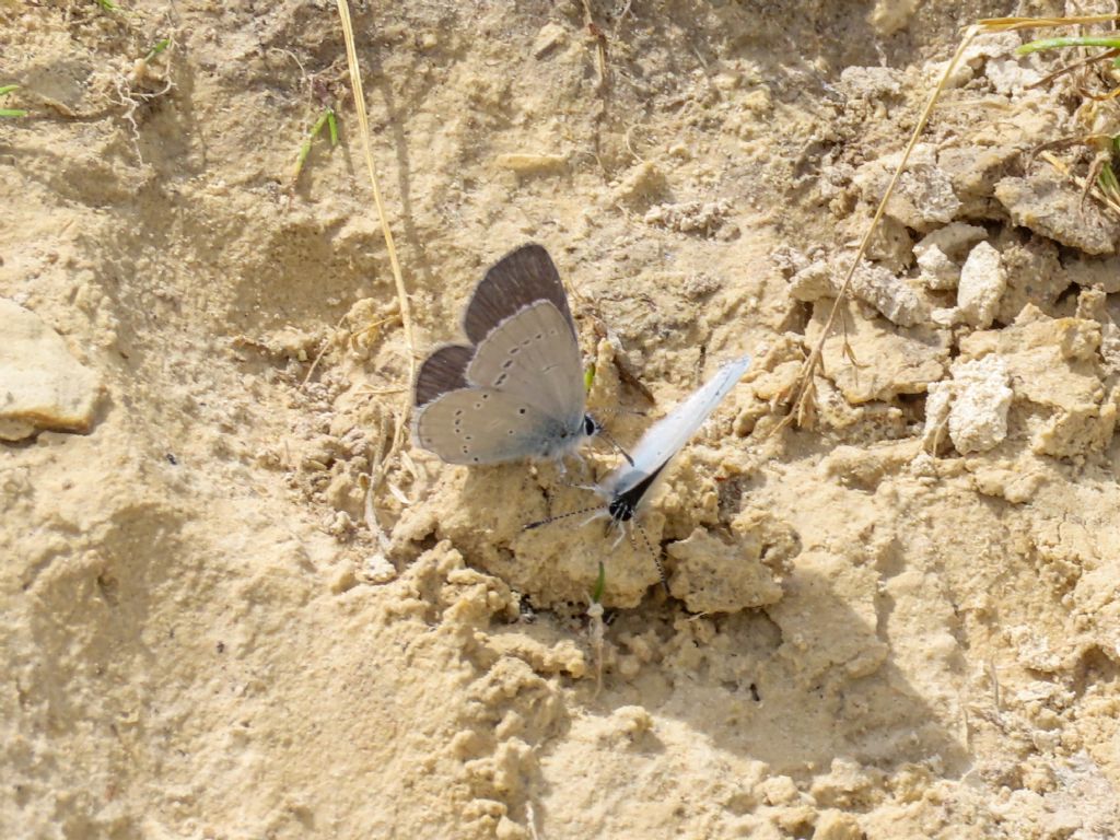 Lycaenidae: Cupido minimus