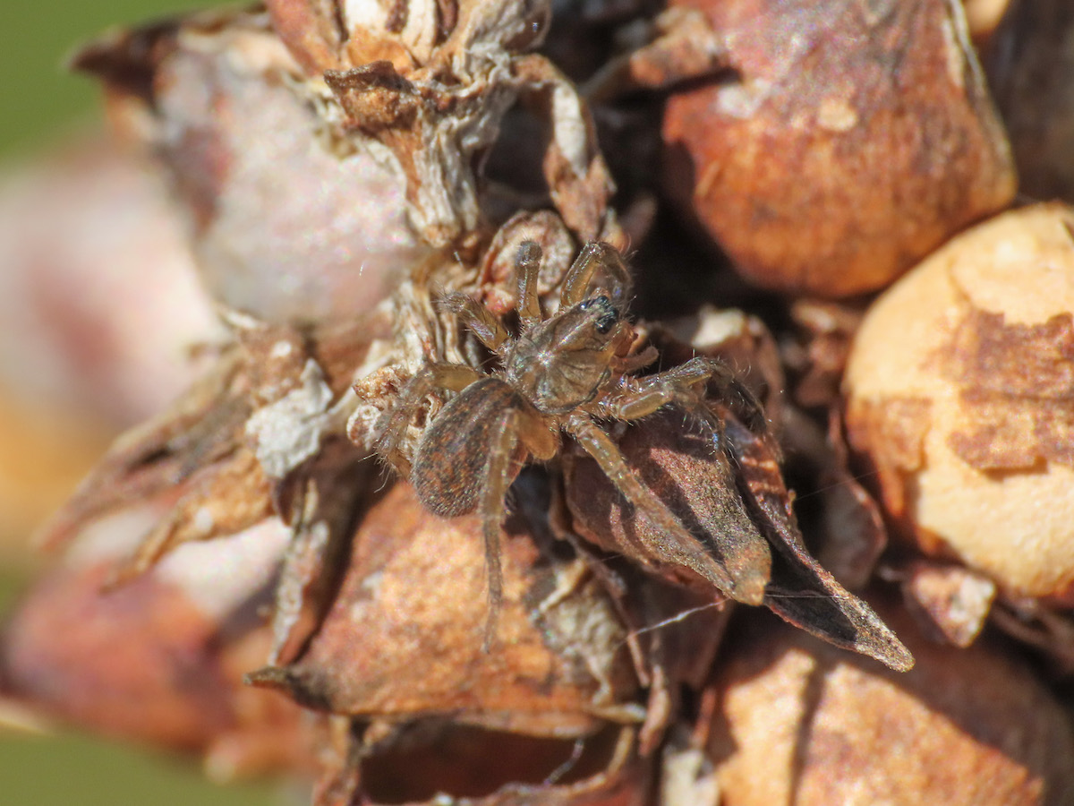 Lycosidae da identificare