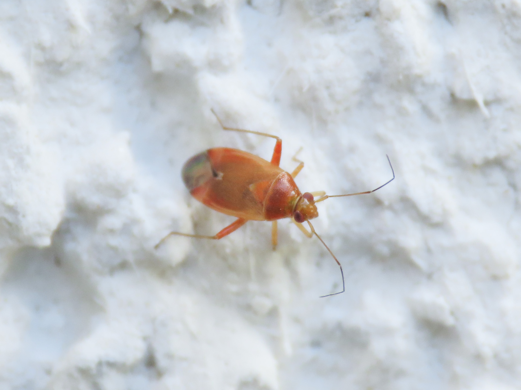 Miridae: Pinalitus rubricatus