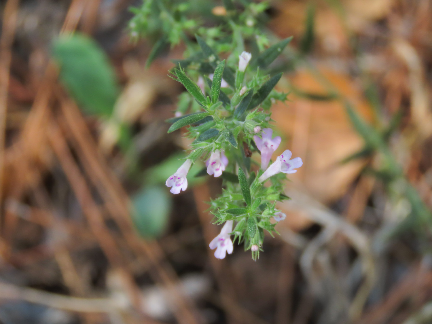 Micromeria? da identificare