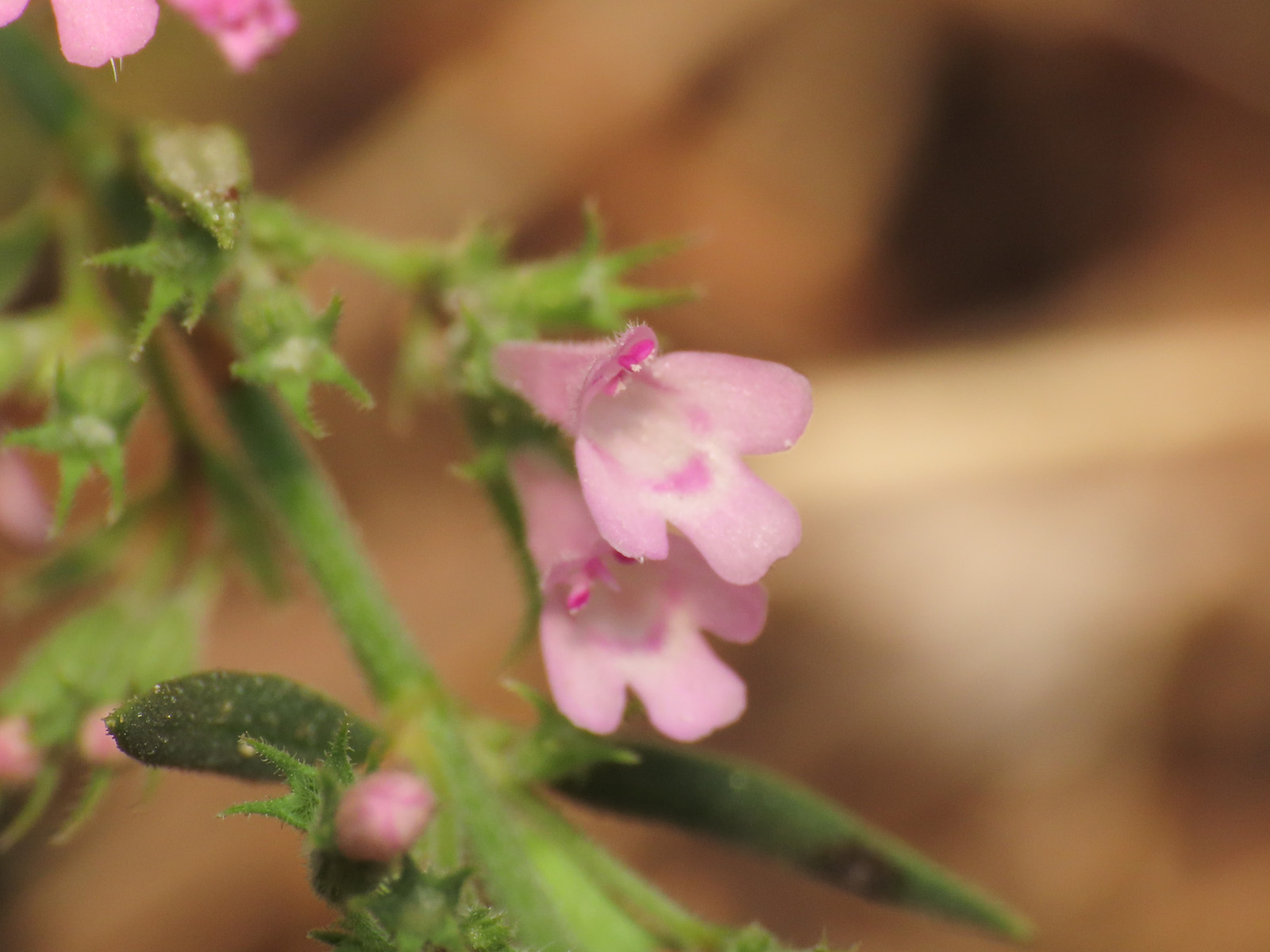 Micromeria? da identificare