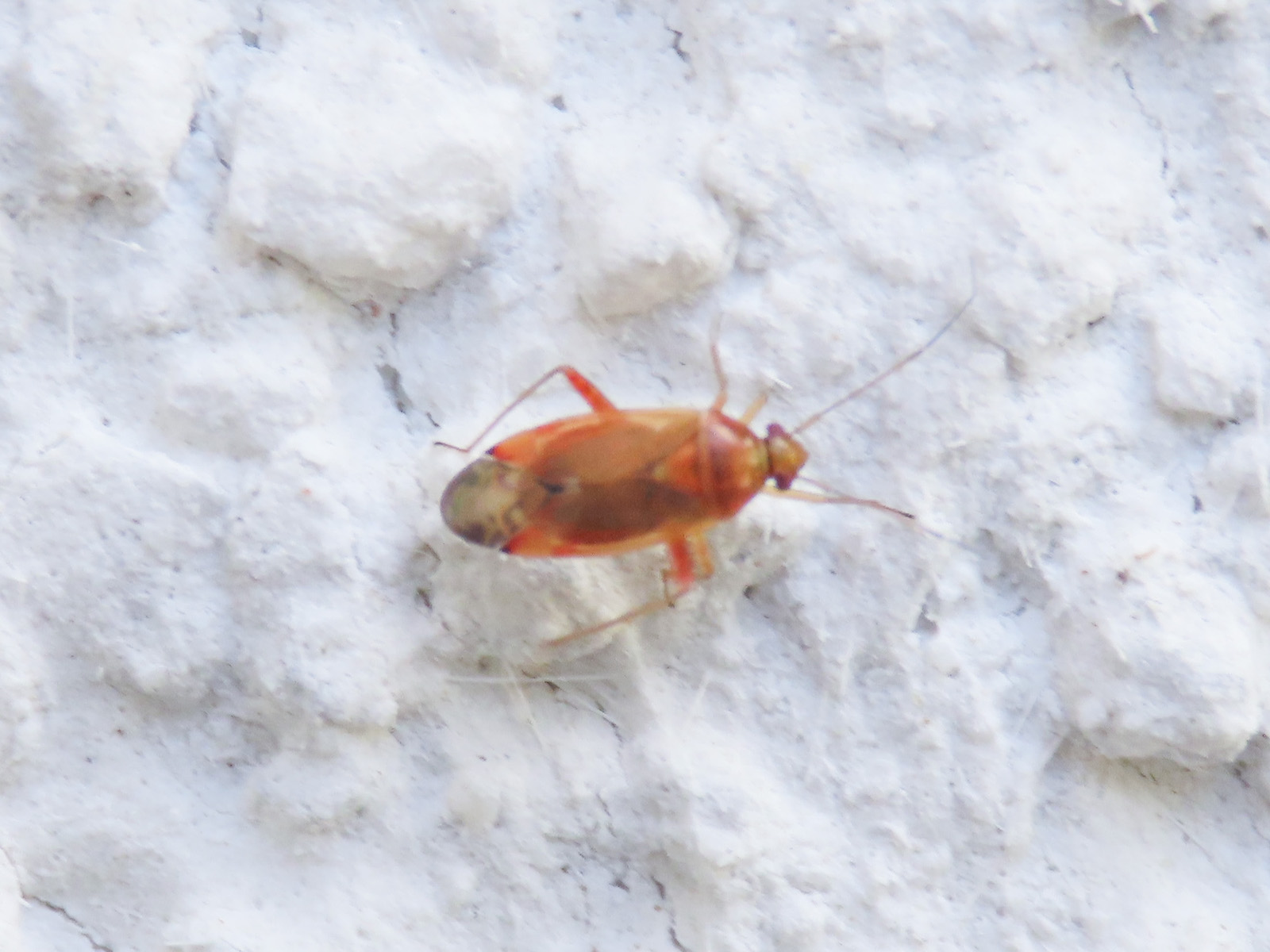 Miridae: Pinalitus rubricatus