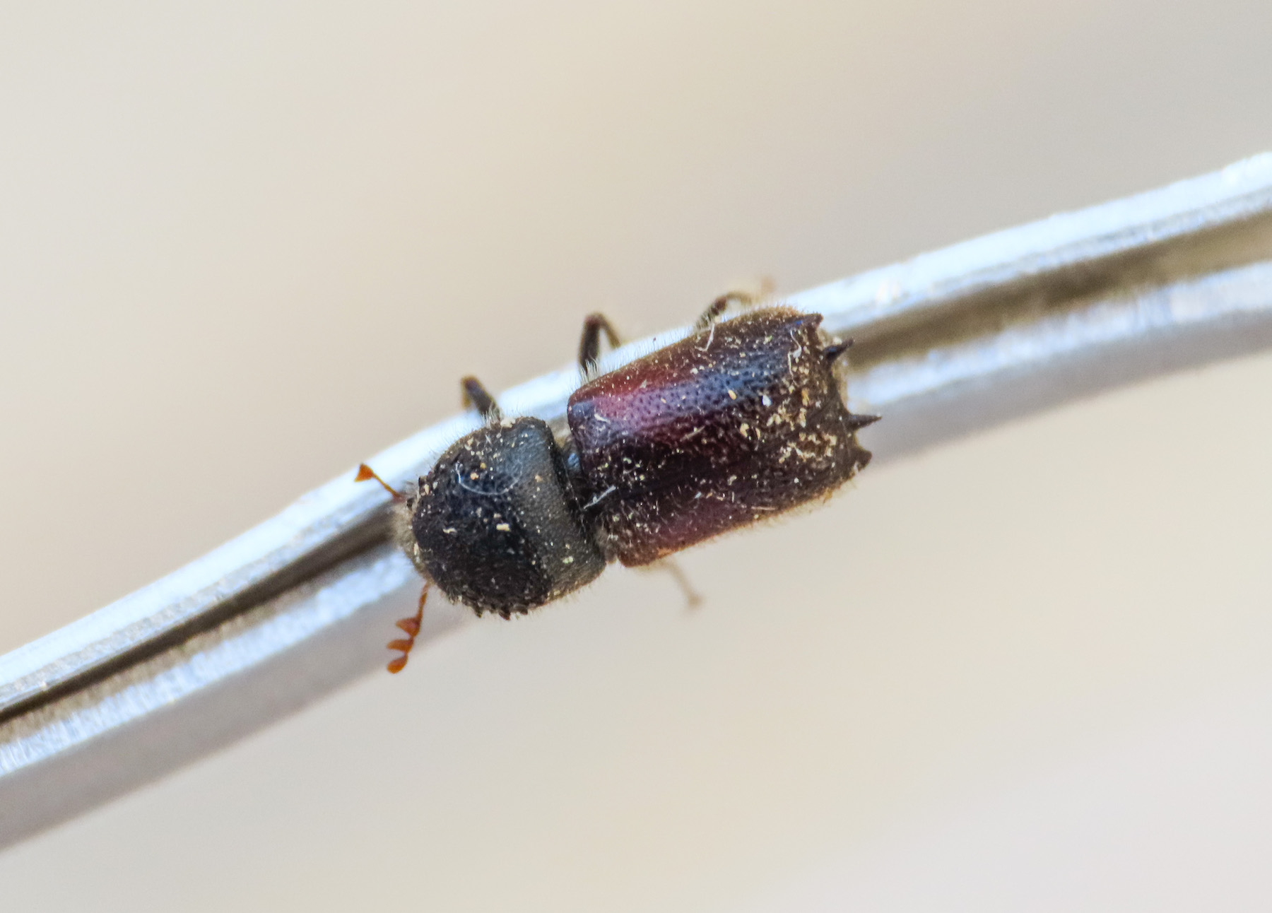 Bostrichidae: Sinoxylon sexdentatum