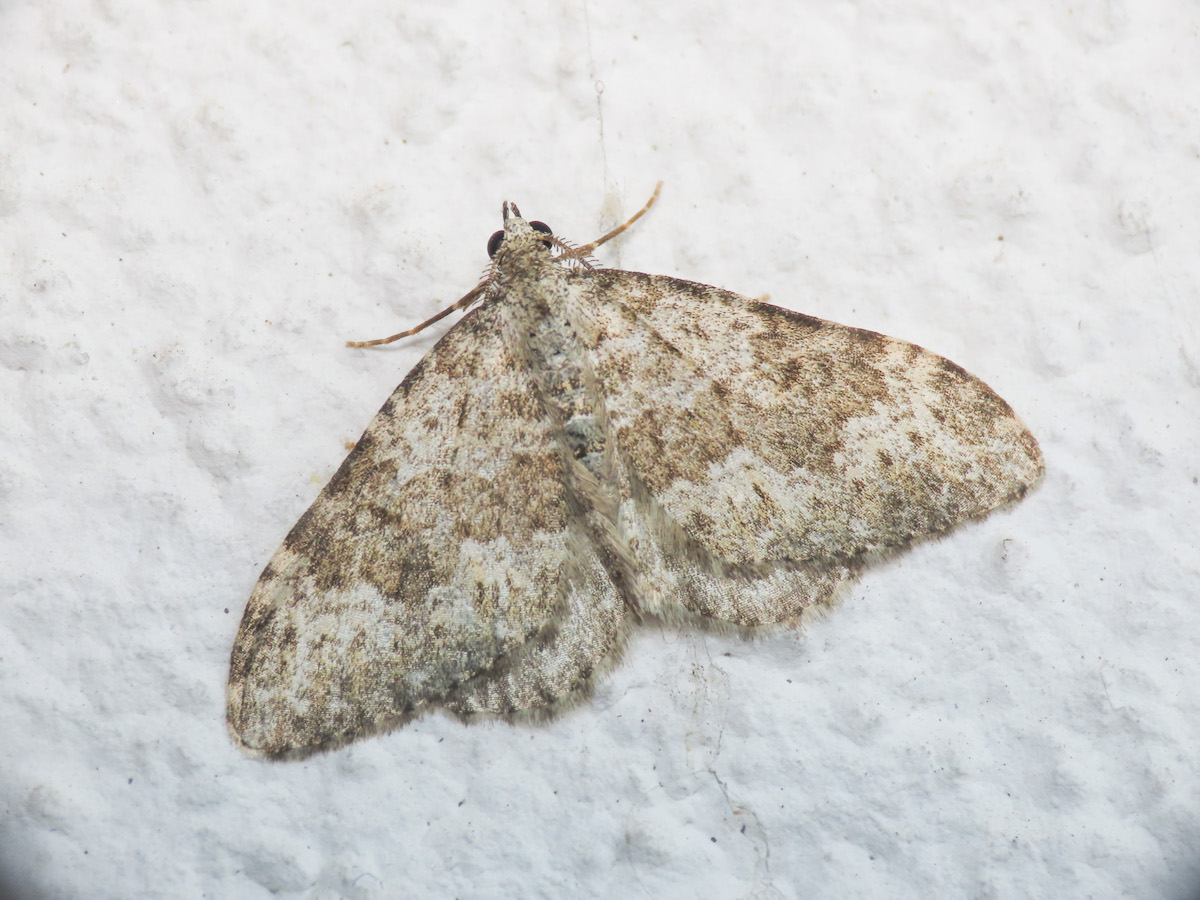 Geometridae: Coenotephria salicata