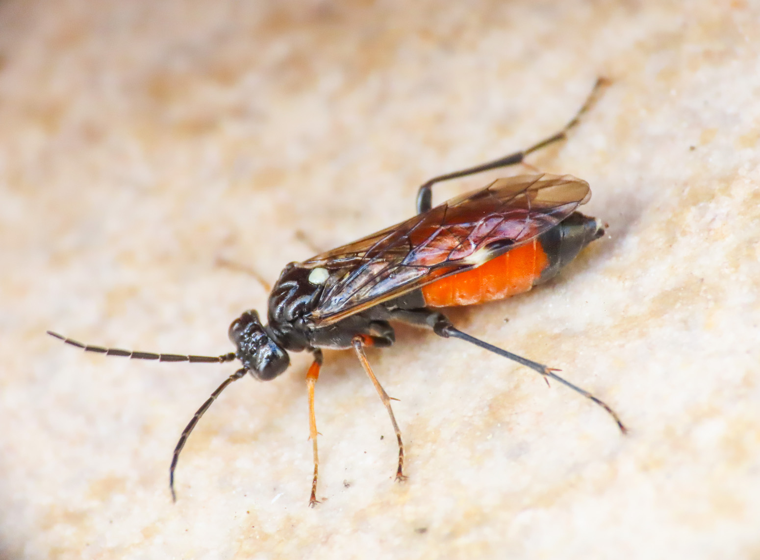 Tenthredinidae da identificare: Tenthredopsis sp.