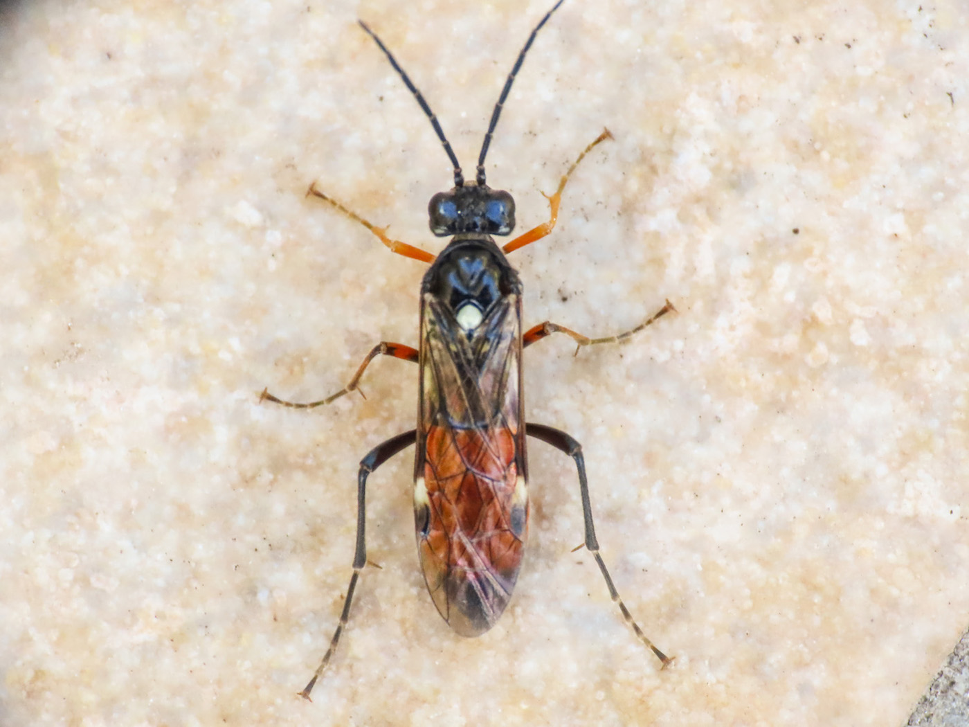 Tenthredinidae da identificare: Tenthredopsis sp.