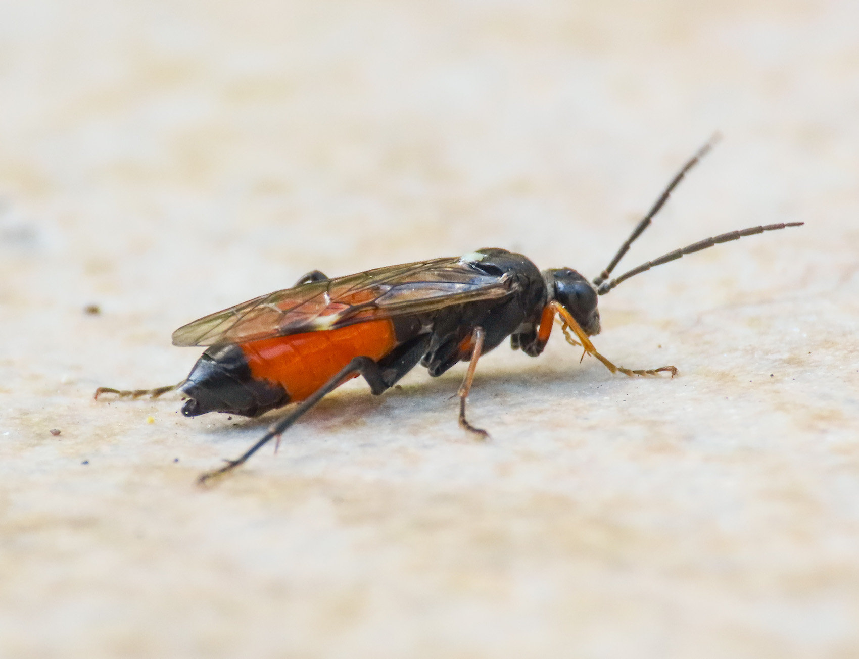 Tenthredinidae da identificare: Tenthredopsis sp.