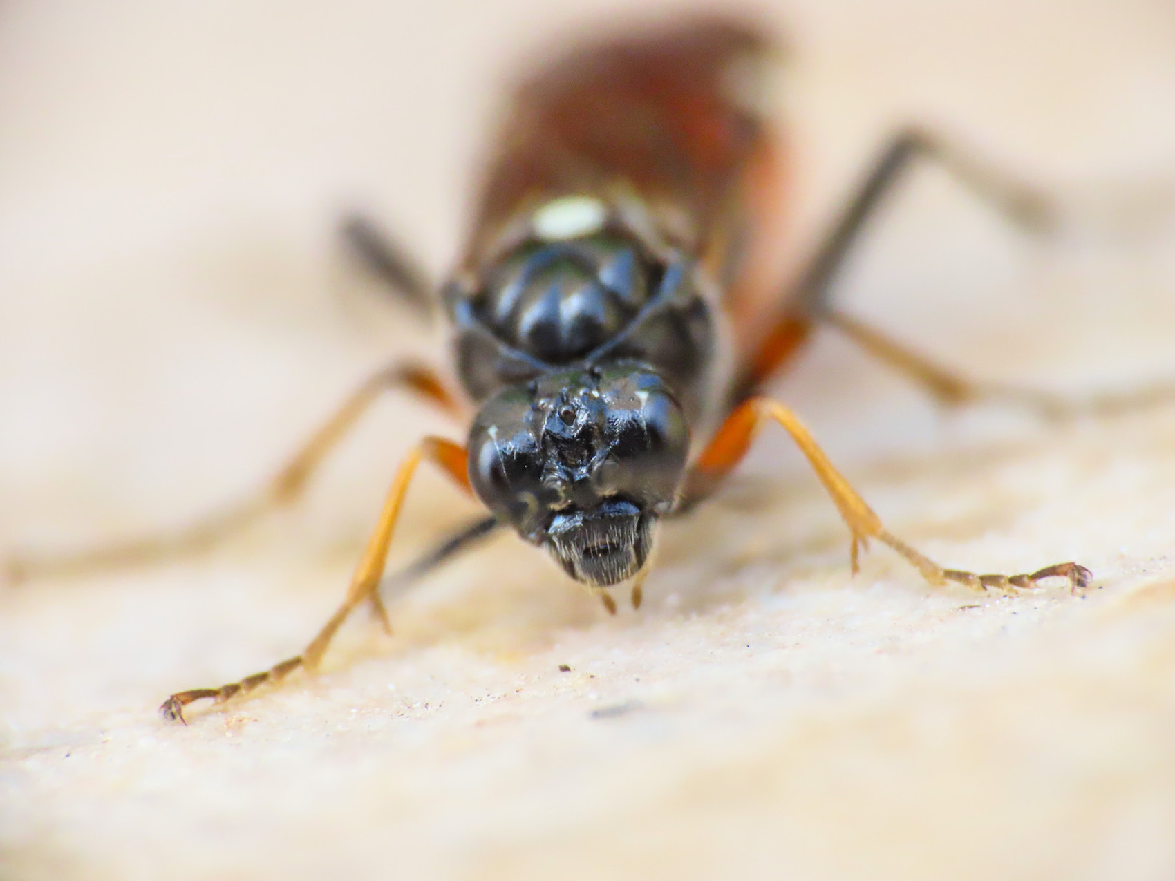 Tenthredinidae da identificare: Tenthredopsis sp.