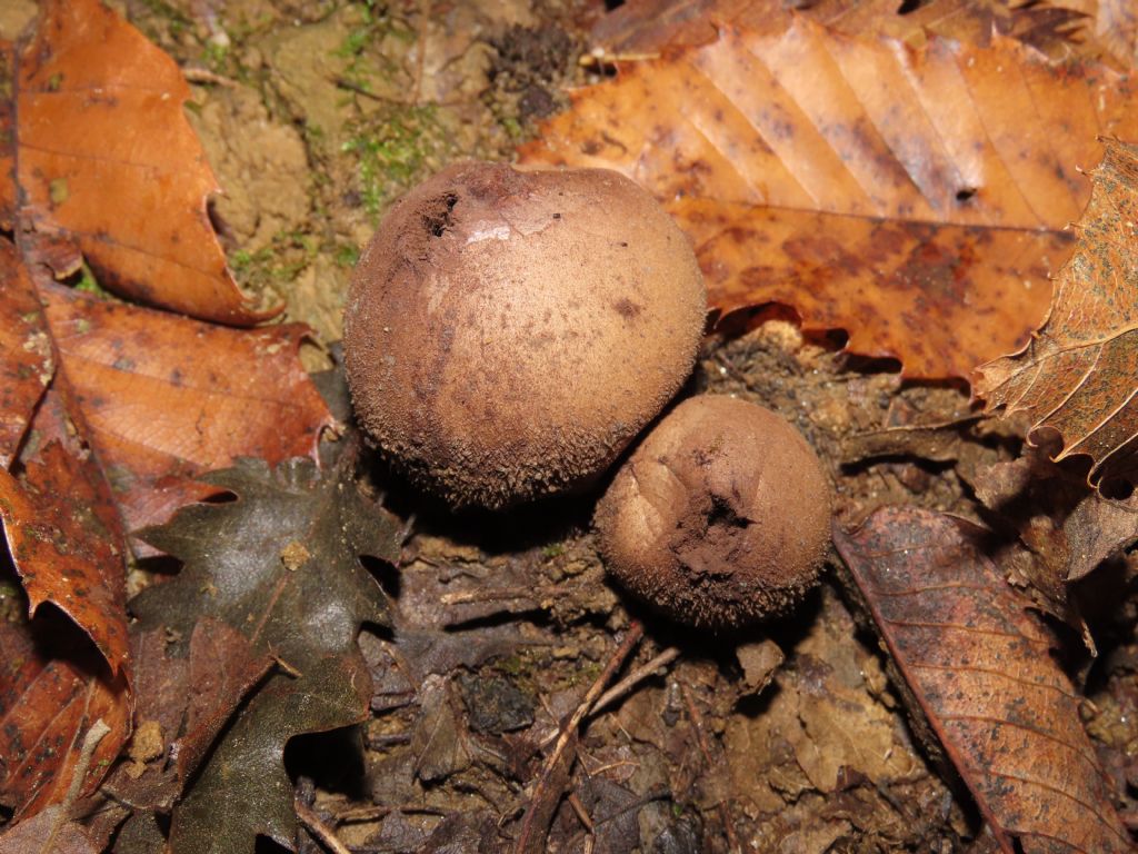 Funghi da identificare