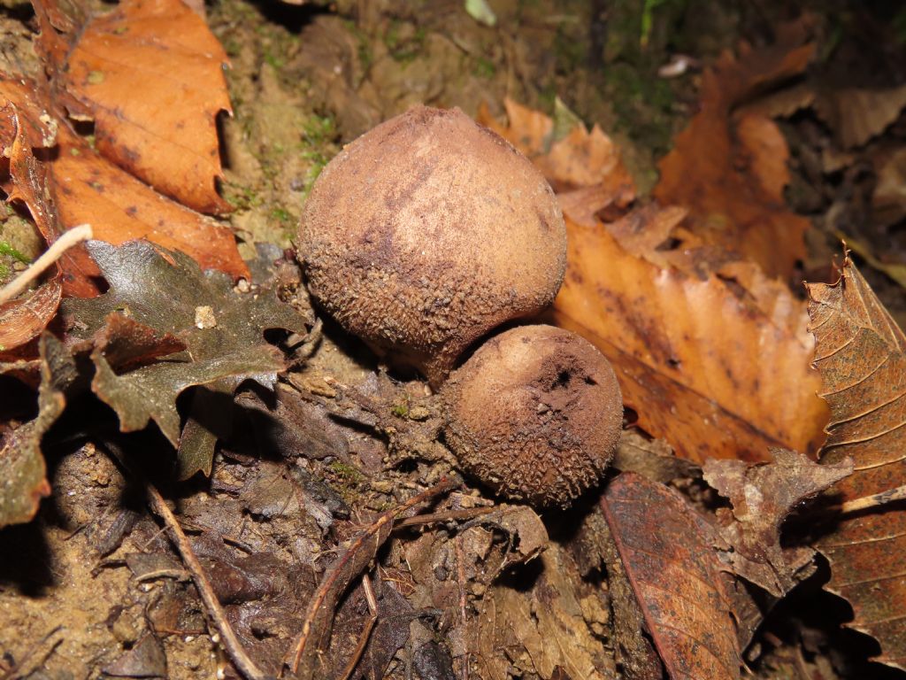 Funghi da identificare