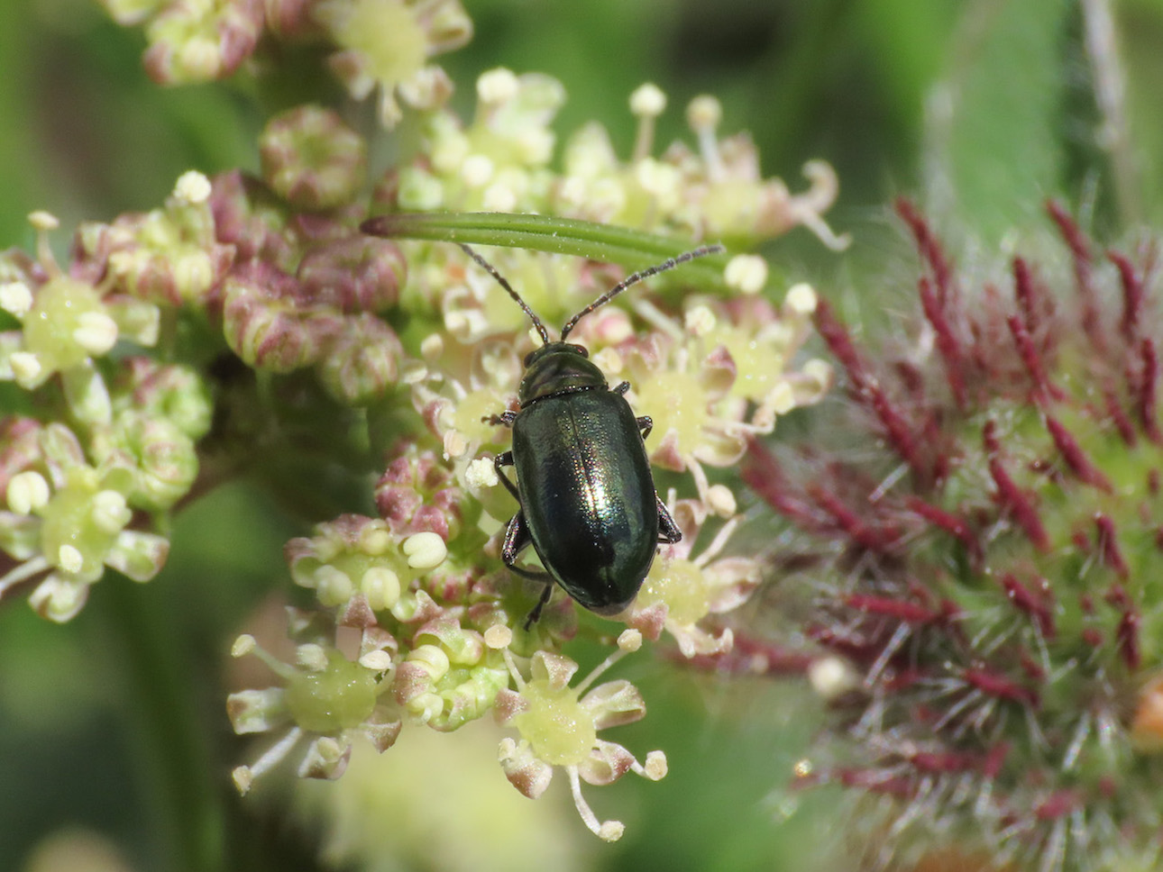 Altica? da identificare... S, ma Altica sp.