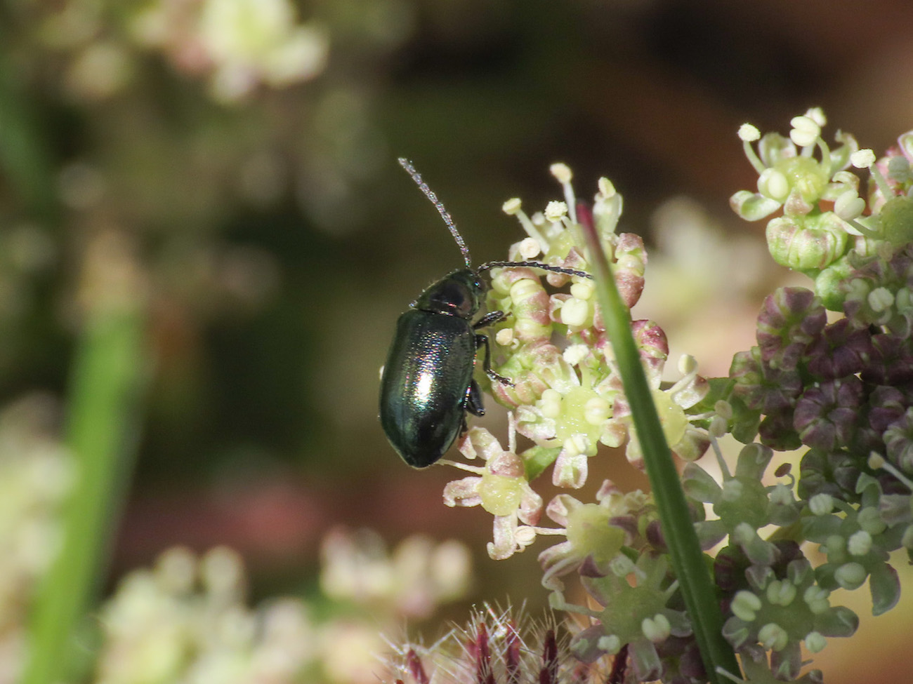 Altica? da identificare... S, ma Altica sp.