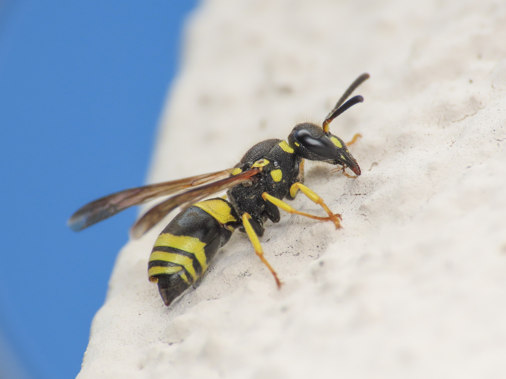 Ancistrocerus? da identificare