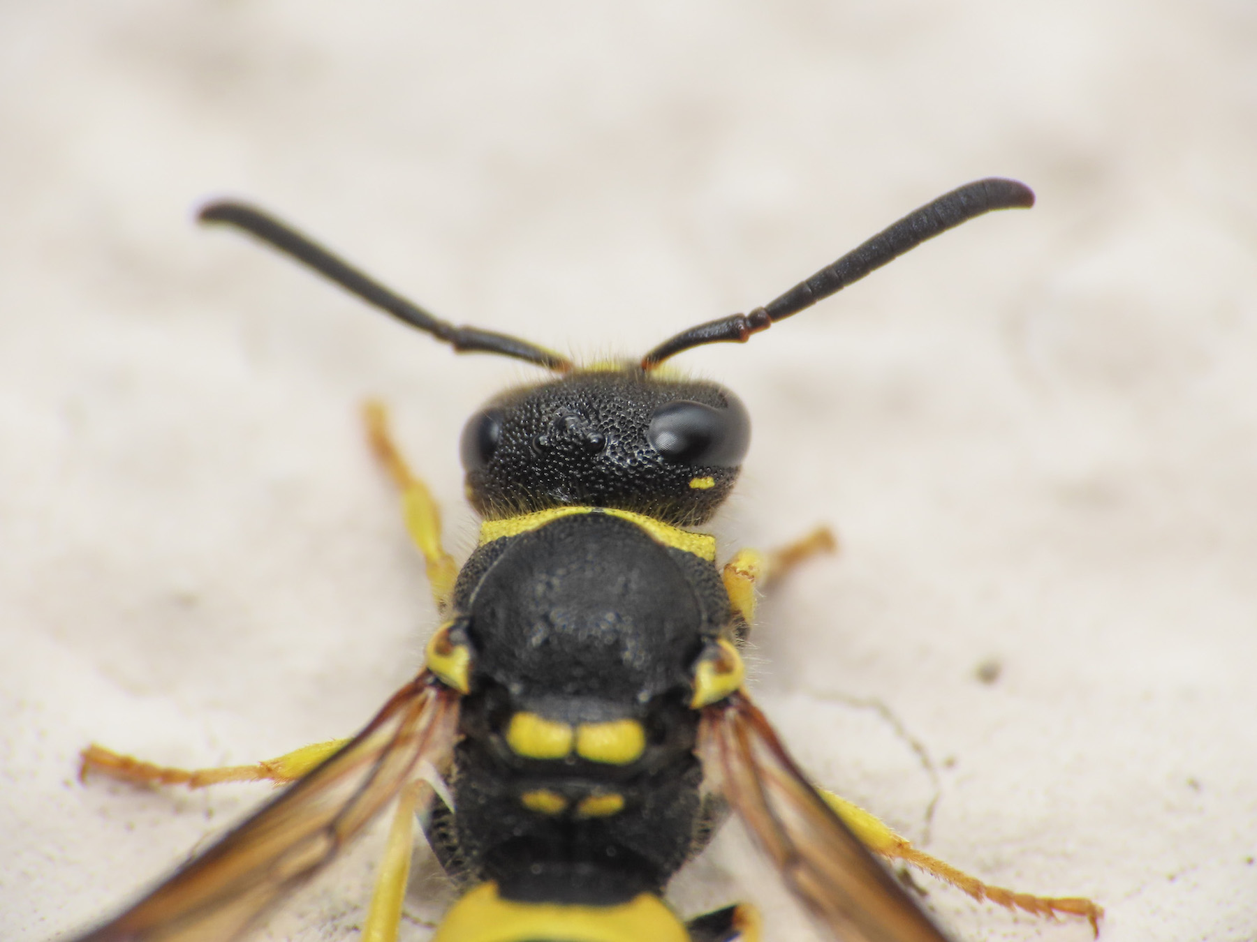 Ancistrocerus? da identificare