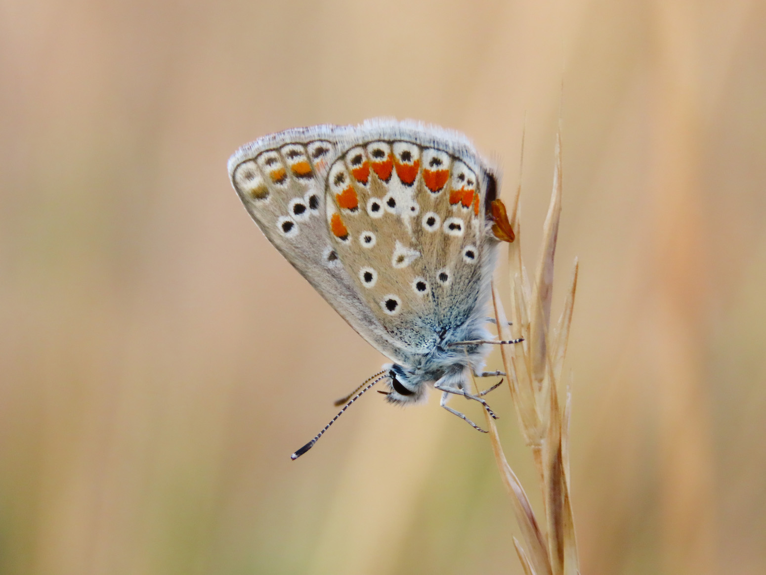 Polyommatus?  Polyommatus sp. (P. icarus o P. thersites)