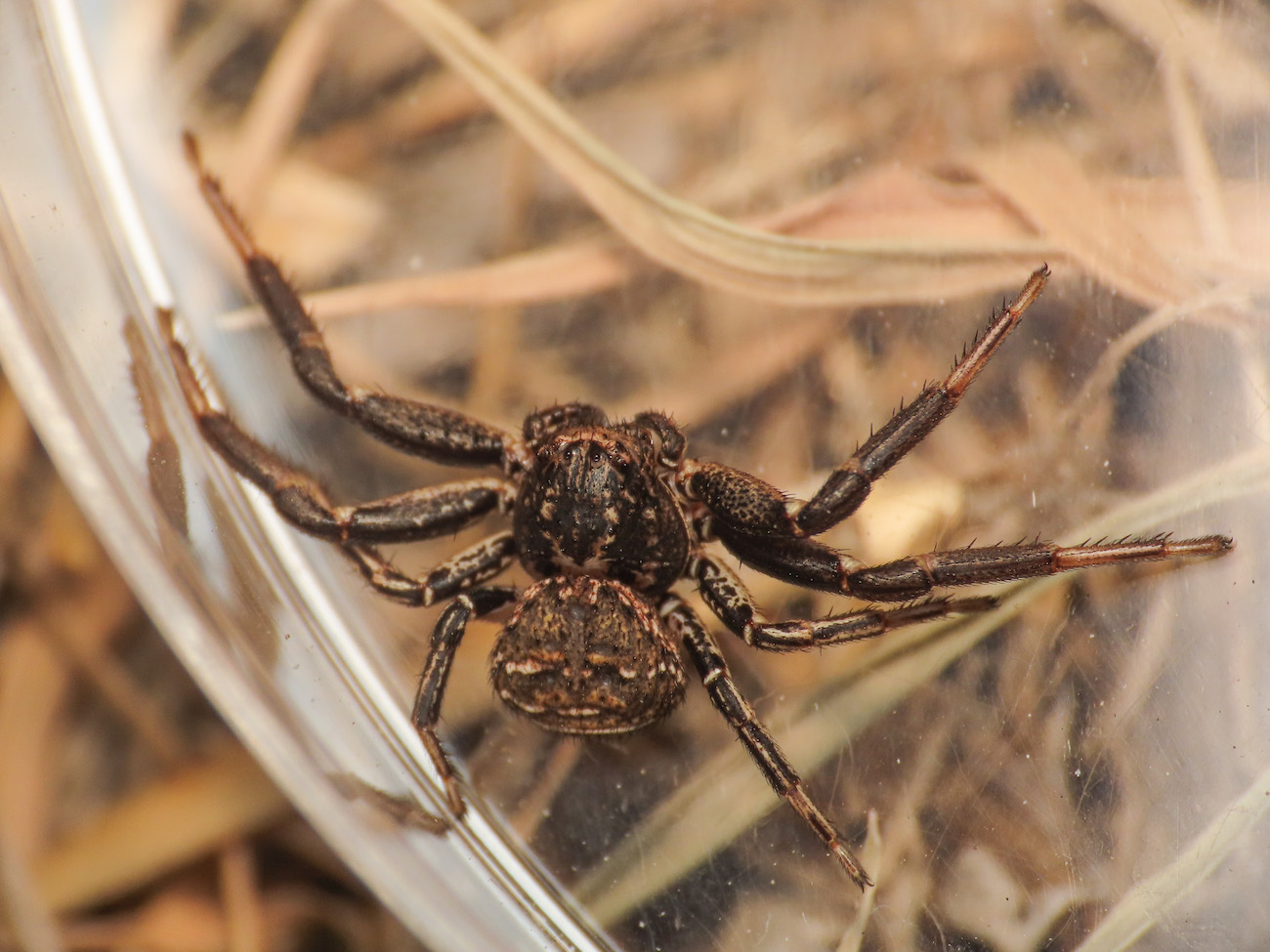 Bassaniodes sp.?  S   - Maratea (PZ)