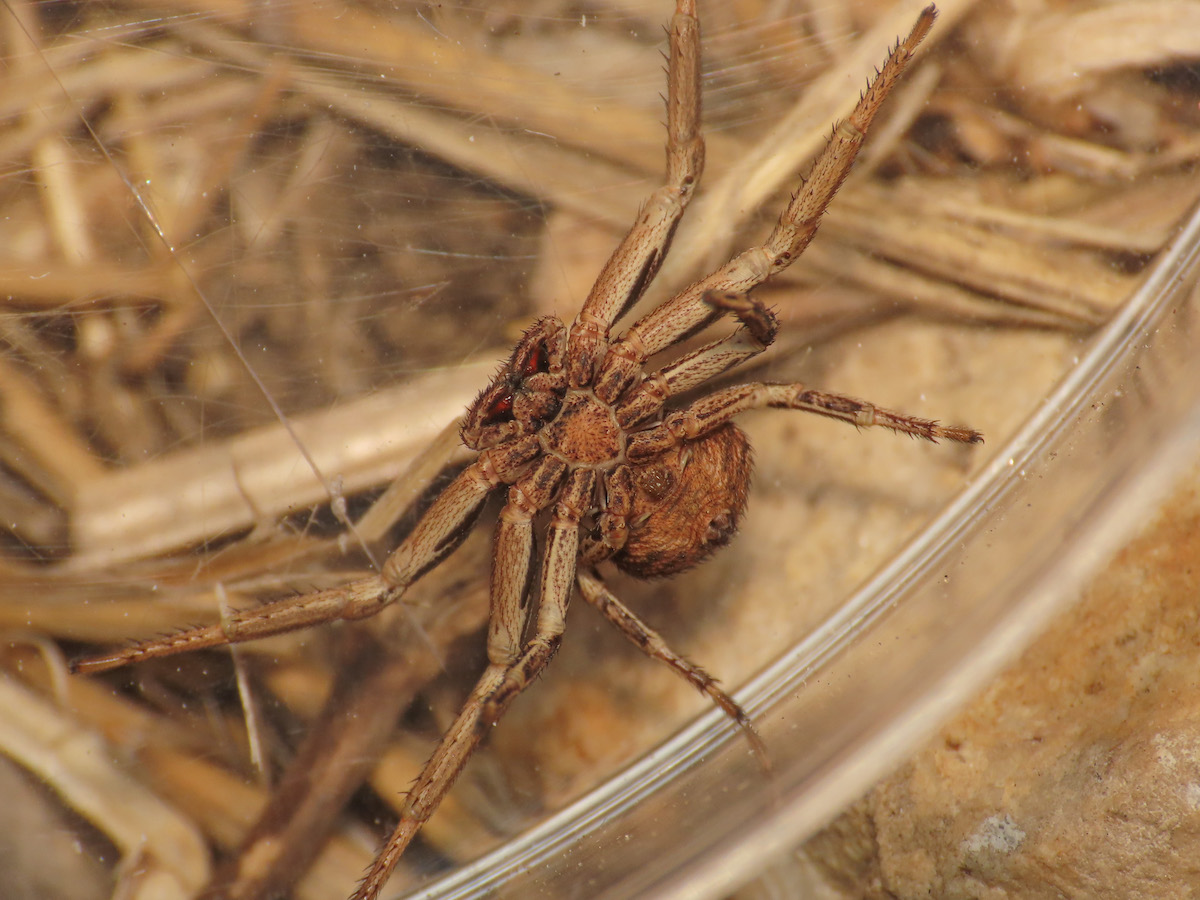 Bassaniodes sp.?  S   - Maratea (PZ)