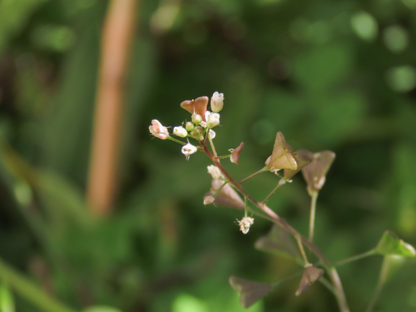 Capsella rubella