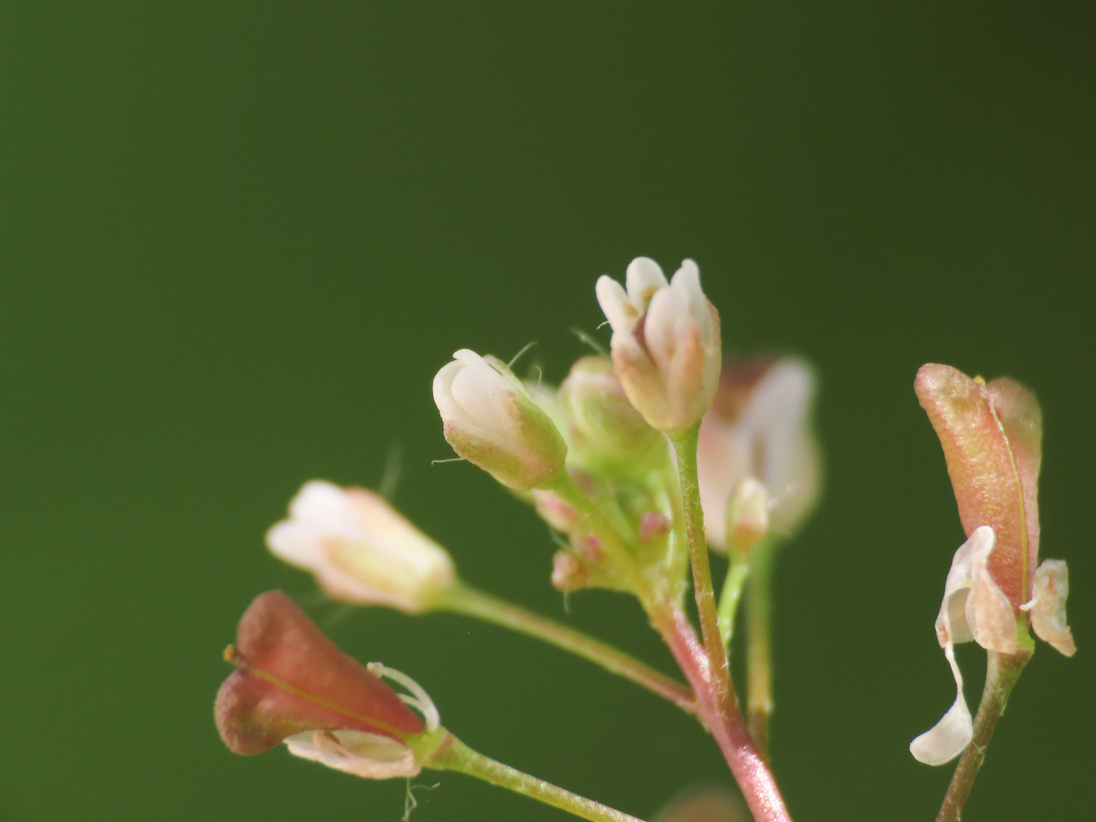 Capsella rubella
