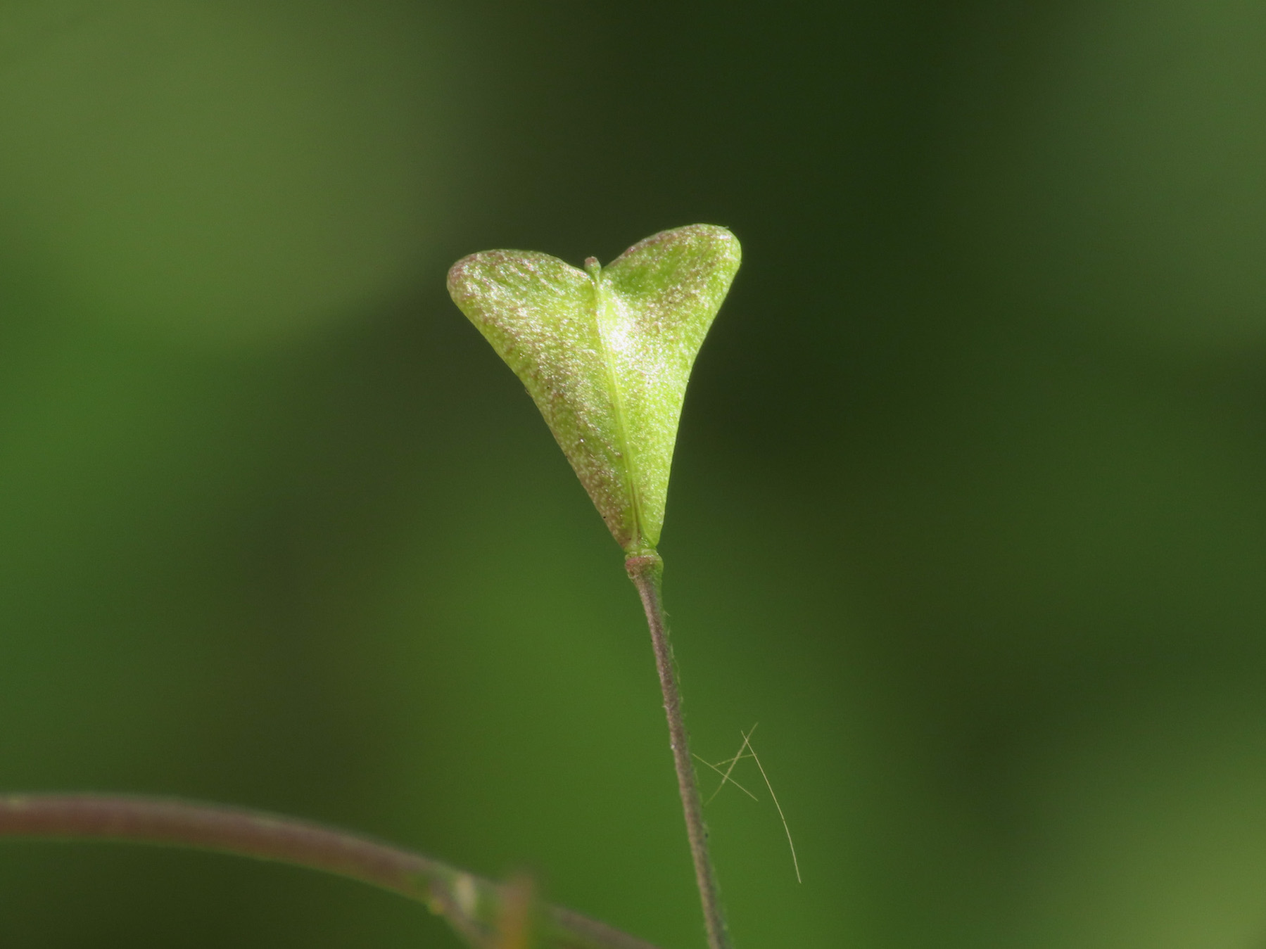 Capsella rubella