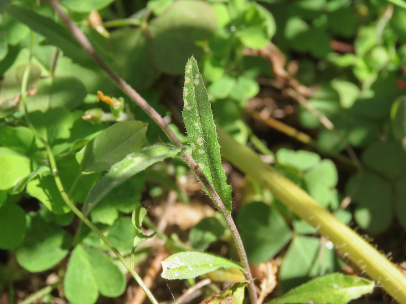 Capsella rubella