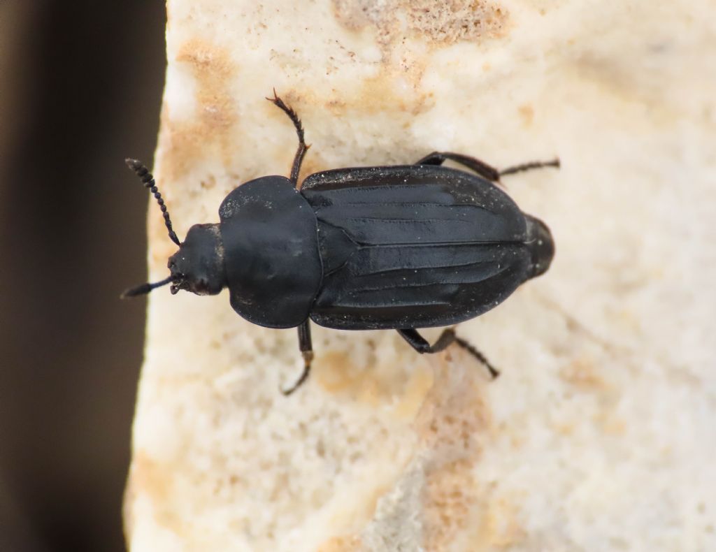 Silphidae? Aclypea opaca var. samnitica?