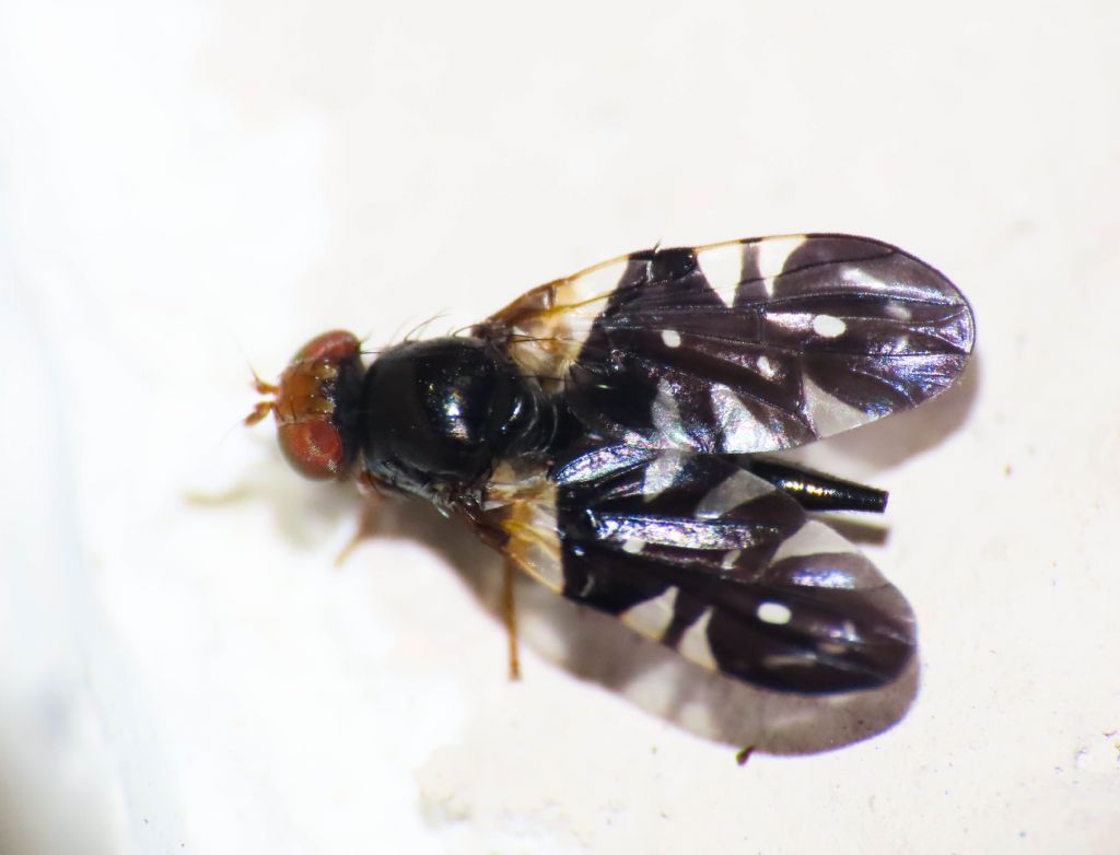 Tephritidae:  Aciura coryli?  S, femmina