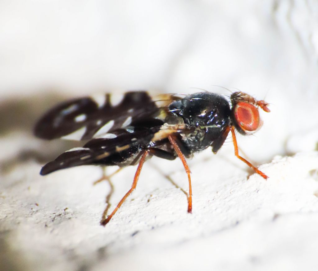 Tephritidae:  Aciura coryli?  S, femmina