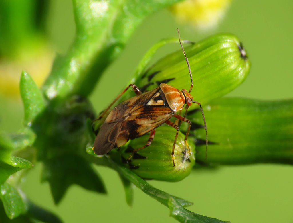 Miridae da identificare