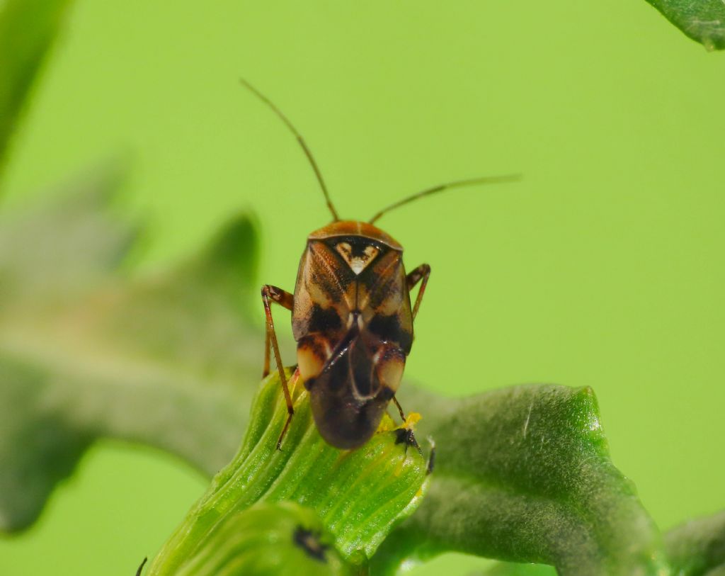 Miridae da identificare