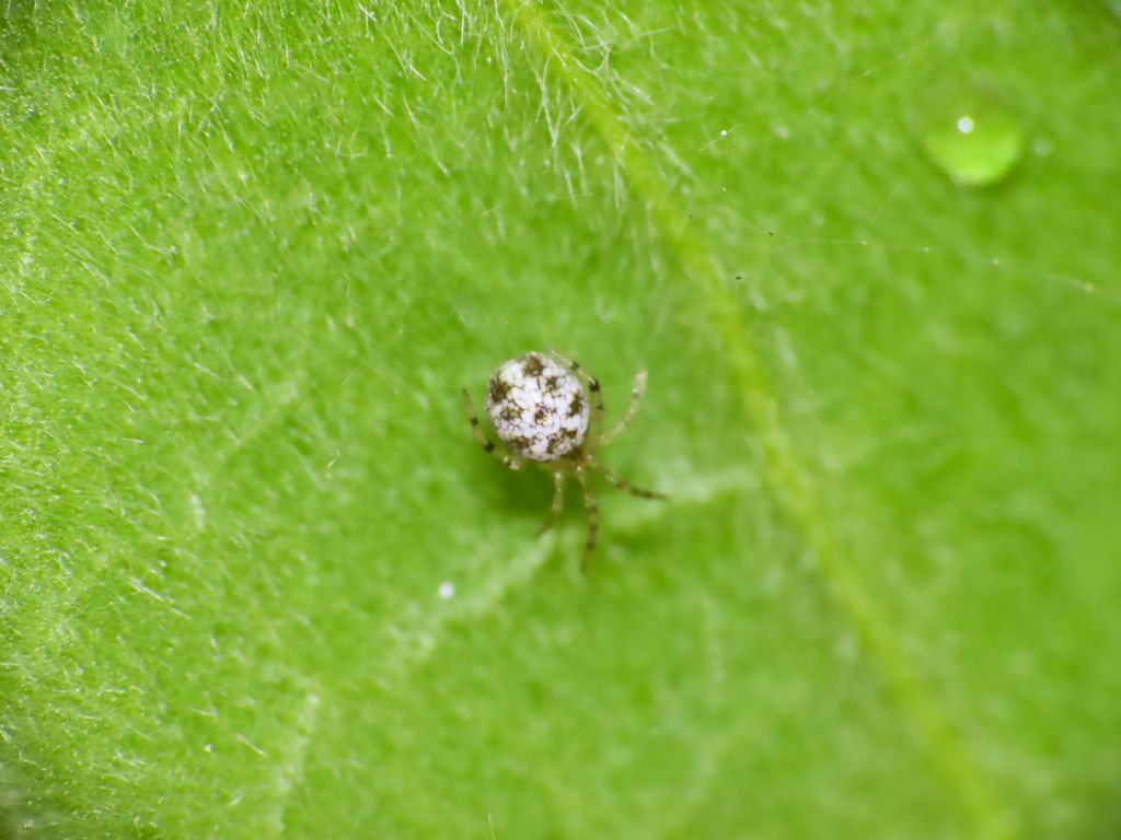 Piccolo Theridiidae: Heterotheridion nigrovariegatum, maschio