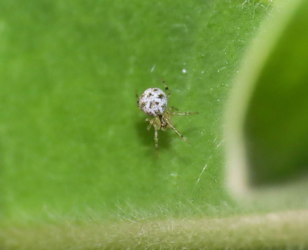 Piccolo Theridiidae: Heterotheridion nigrovariegatum, maschio